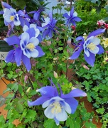 22nd Apr 2025 - Colorado Blue Columbine