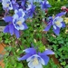 Colorado Blue Columbine