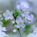 Earth Day Blooms by lynnz