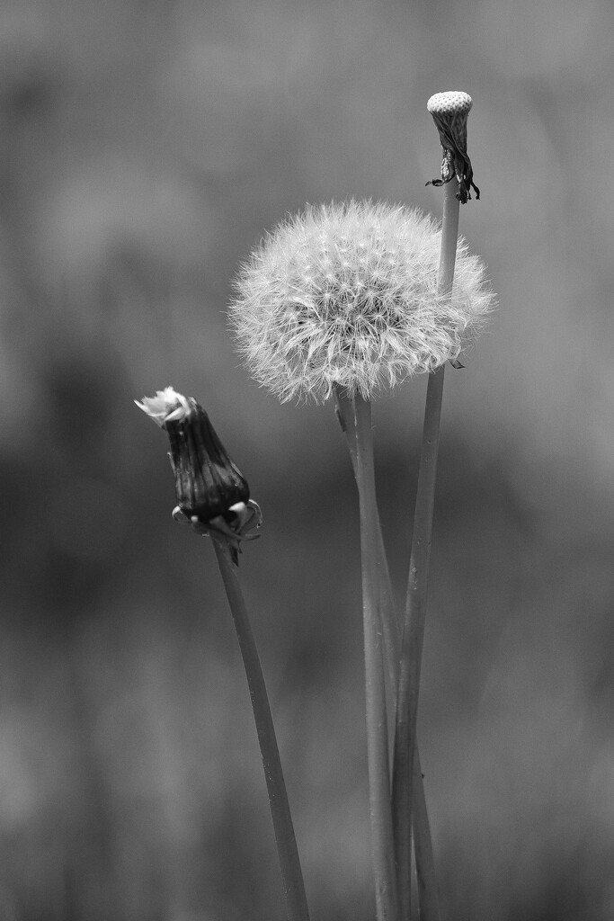 Dandelion don't tell no lies... by lsquared
