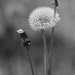 Dandelion don't tell no lies...