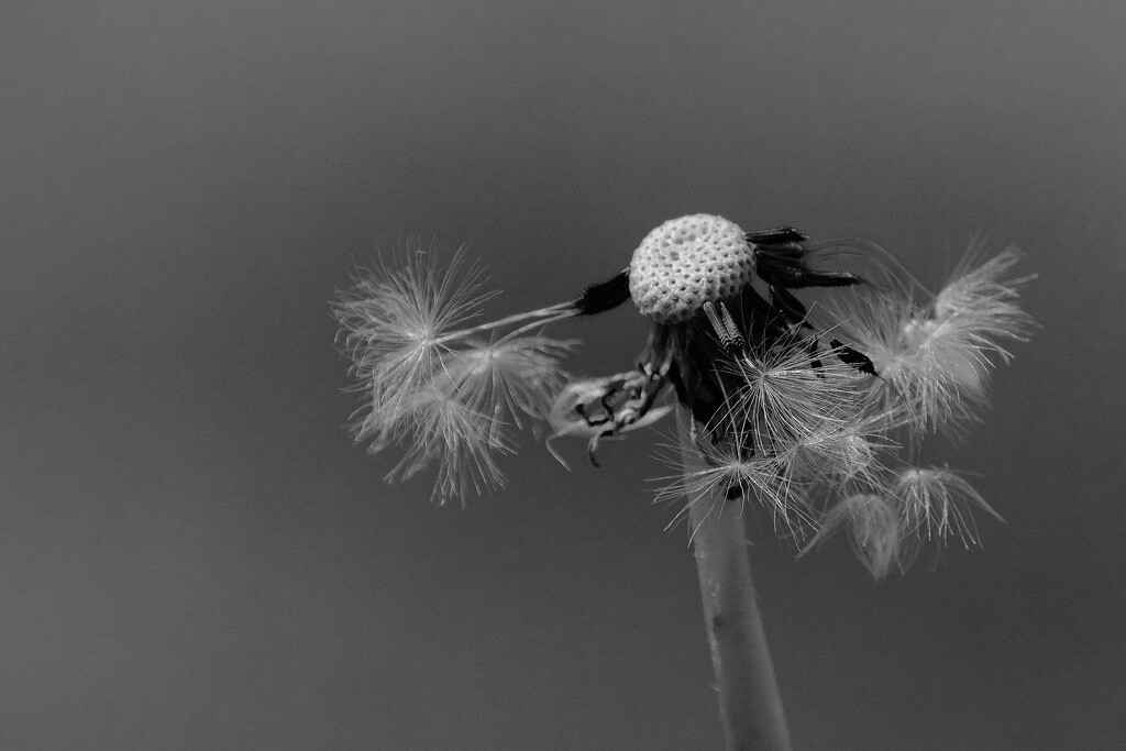 Dandelion by lsquared