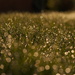 Nice grass