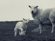 26th Mar 2025 - Mother & Child