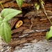 I spy, a rock