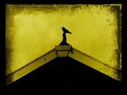 29th Mar 2025 - The Watcher