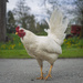 Why Did the Chicken Cross the Road?
