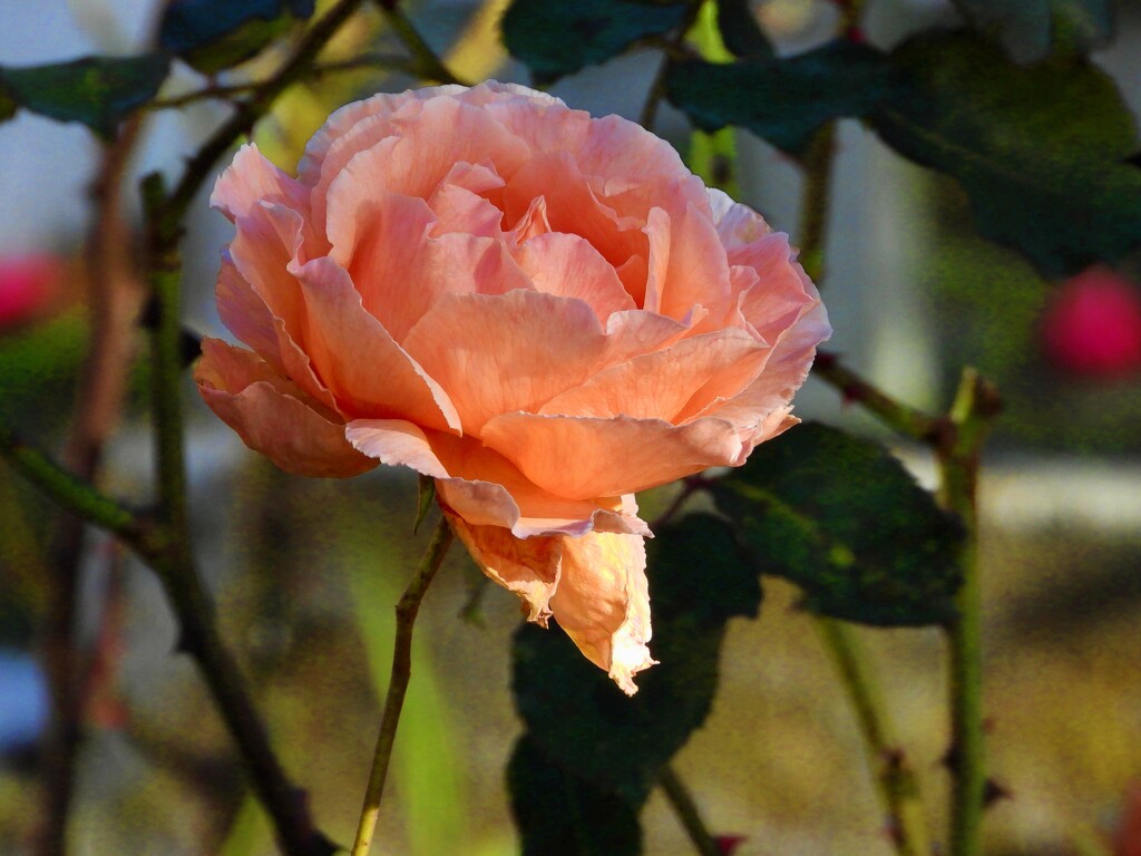 The Rose by maggiemae