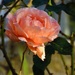 The Rose