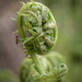 Fern with ant by helstor365