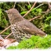 Songthrush