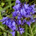 Nodding bluebells  by lizgooster