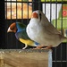 Australian finches by johnfalconer