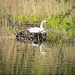 Mama swan