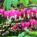 Bleeding Hearts