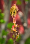 23rd Apr 2025 - New life