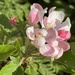 Apple Blossom