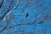 23rd Apr 2025 - Black Bird