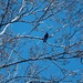 Black Bird