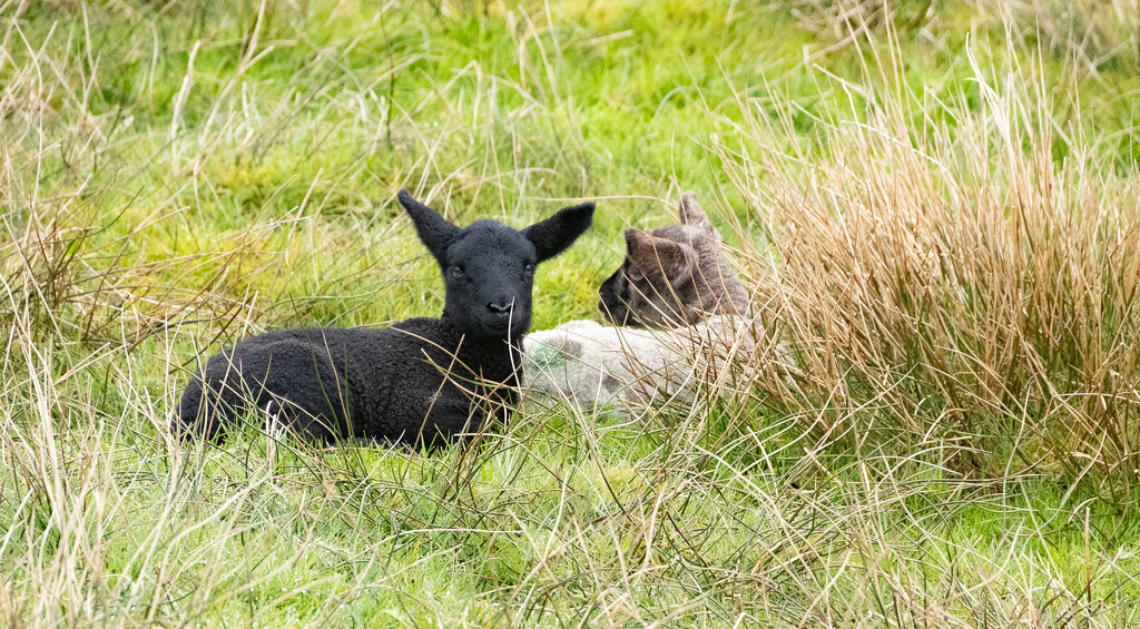 Resting in the Reeds by lifeat60degrees