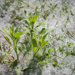 May snow, or the poplar seed