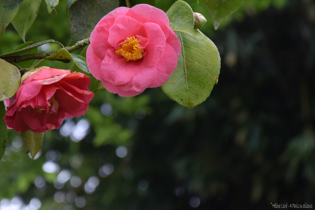 Camelia by parisouailleurs