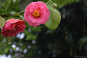 20th Apr 2025 - Camelia