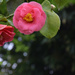 Camelia