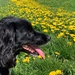 Dandelion walk