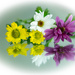 Reflecting on flowers