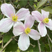 Anemone Clematis