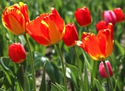 23rd Apr 2025 - Early Bloomers