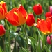 Early Bloomers