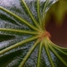 New leaf