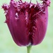 Hairy Tulip