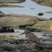 Night Heron Taking a Step