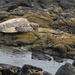 Sunning Sea Turtle