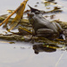 American bullfrog 