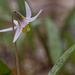 Trout lily 