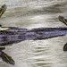 Turtle faceoff