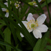 Rue Anemone