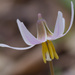 Trout Lily 