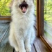 A Cute Kitty