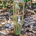 Fiddlehead time