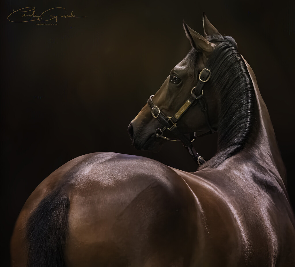 Thoroughbred by yorkshirekiwi