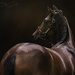Thoroughbred