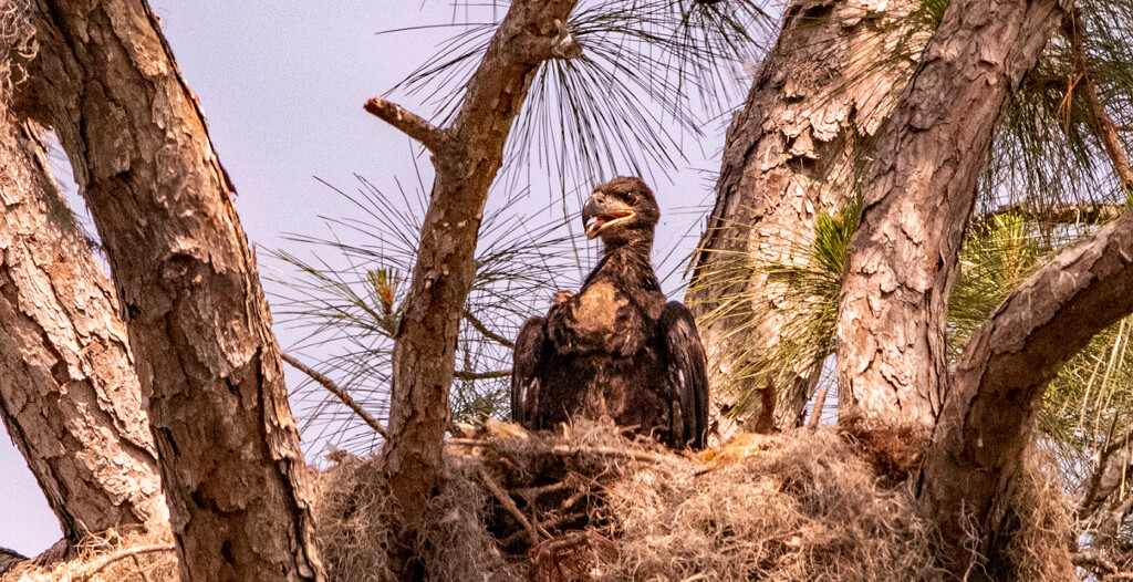 One of the Baby Eagles! by rickster549