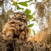 Mom Great Horned Owl Shaking Her Feathers!
