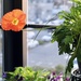 The Iceland Poppy 