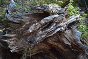 23rd Apr 2025 - Dessicated Serpent's Head